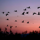 Trump Admin Clears the Way for Bird Slaughter